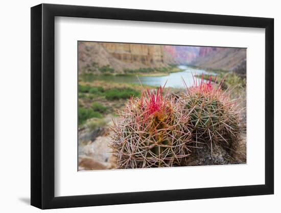 Usa, Arizona, Grand Canyon National Park. Barrel Cactus and Colorado River./n-Merrill Images-Framed Photographic Print