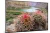 Usa, Arizona, Grand Canyon National Park. Barrel Cactus and Colorado River./n-Merrill Images-Mounted Photographic Print