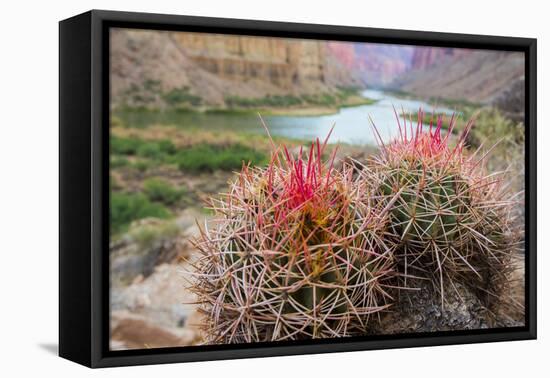 Usa, Arizona, Grand Canyon National Park. Barrel Cactus and Colorado River./n-Merrill Images-Framed Premier Image Canvas