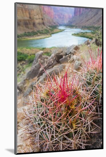 Usa, Arizona, Grand Canyon National Park. Barrel Cactus and Colorado River.-Merrill Images-Mounted Photographic Print