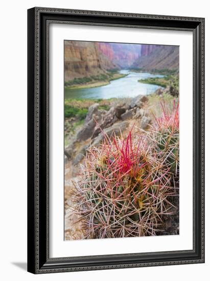 Usa, Arizona, Grand Canyon National Park. Barrel Cactus and Colorado River.-Merrill Images-Framed Photographic Print