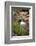 USA, Arizona, Grand Canyon NP. View of Deer Creek waterfall and pool-Don Grall-Framed Photographic Print