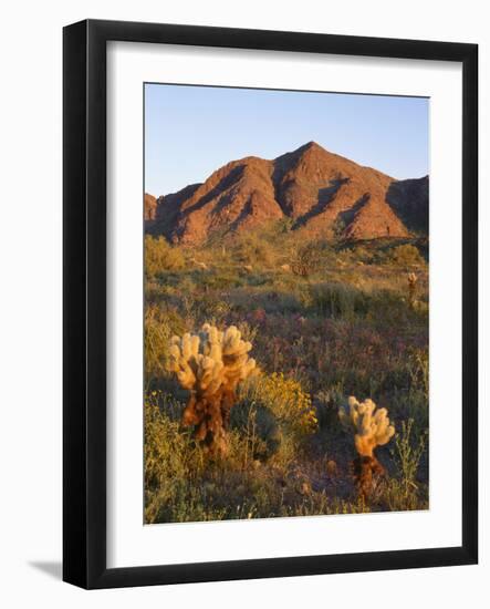 USA, Arizona, Kofa National Wildlife Refuge, Brittlebush-John Barger-Framed Photographic Print