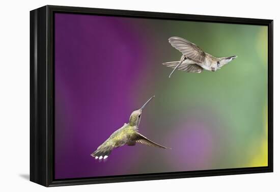 USA, Arizona, Madera Canyon. Two Female Hummingbirds in Flight-Jaynes Gallery-Framed Premier Image Canvas