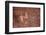 USA, Arizona, Mystery Valley Petroglyph Panel-John Ford-Framed Photographic Print