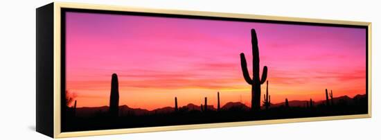 Usa, Arizona, Organ Pipe National Monument, Sunset-Robert Glusic-Framed Premier Image Canvas