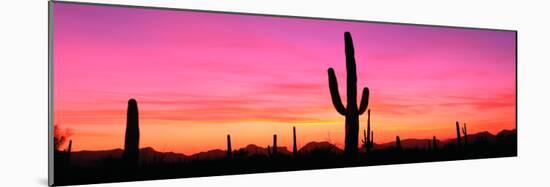 Usa, Arizona, Organ Pipe National Monument, Sunset-Robert Glusic-Mounted Photographic Print