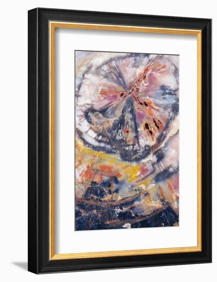 USA, Arizona, Petrified Forest National Park. Petrified Wood Detail-Jaynes Gallery-Framed Photographic Print