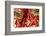 USA, Arizona, Phoenix. Traditional Chinese firecrackers.-Jaynes Gallery-Framed Photographic Print