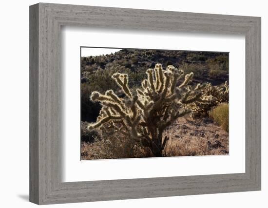 USA, Arizona, Route 66, Cactus-Catharina Lux-Framed Photographic Print