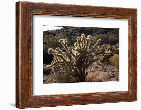 USA, Arizona, Route 66, Cactus-Catharina Lux-Framed Photographic Print