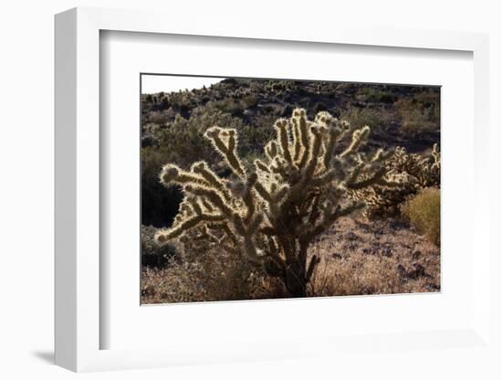 USA, Arizona, Route 66, Cactus-Catharina Lux-Framed Photographic Print