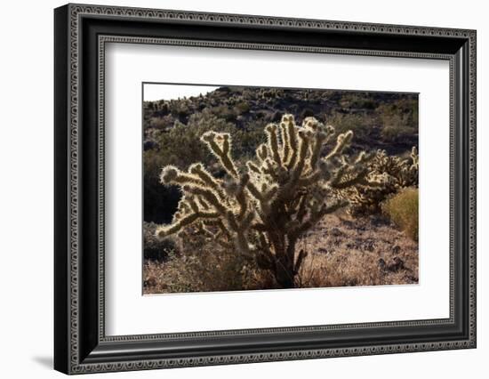USA, Arizona, Route 66, Cactus-Catharina Lux-Framed Photographic Print