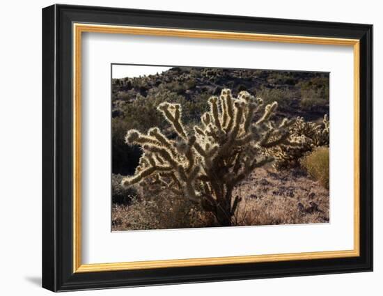 USA, Arizona, Route 66, Cactus-Catharina Lux-Framed Photographic Print