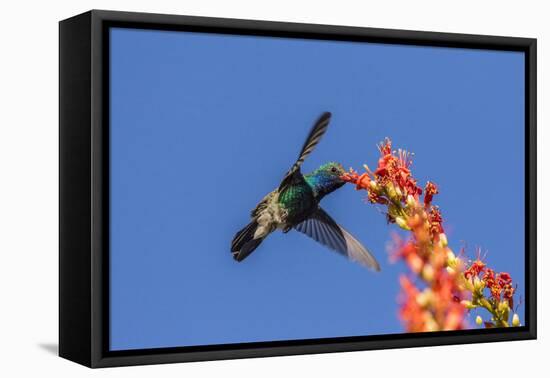 USA, Arizona, Sabino Canyon. Male broad-billed hummingbird feeding on ocotillo blossoms.-Jaynes Gallery-Framed Premier Image Canvas
