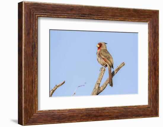 USA, Arizona, Sabino Canyon. Pyrrhuloxia bird on limb.-Jaynes Gallery-Framed Photographic Print