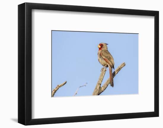 USA, Arizona, Sabino Canyon. Pyrrhuloxia bird on limb.-Jaynes Gallery-Framed Photographic Print
