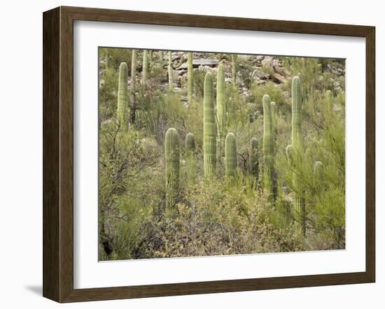 USA, Arizona, Sabino Canyon Recreation Area, Saguaro cactus-Jamie & Judy Wild-Framed Photographic Print