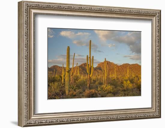 USA, Arizona, Saguaro National Park. Desert Landscape-Cathy & Gordon Illg-Framed Photographic Print