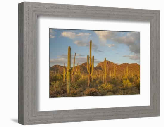 USA, Arizona, Saguaro National Park. Desert Landscape-Cathy & Gordon Illg-Framed Photographic Print