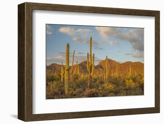 USA, Arizona, Saguaro National Park. Desert Landscape-Cathy & Gordon Illg-Framed Photographic Print