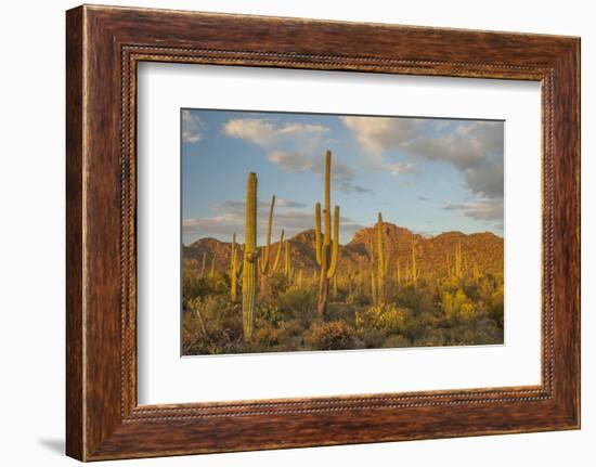 USA, Arizona, Saguaro National Park. Desert Landscape-Cathy & Gordon Illg-Framed Photographic Print