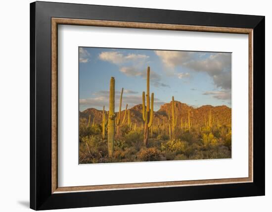 USA, Arizona, Saguaro National Park. Desert Landscape-Cathy & Gordon Illg-Framed Photographic Print