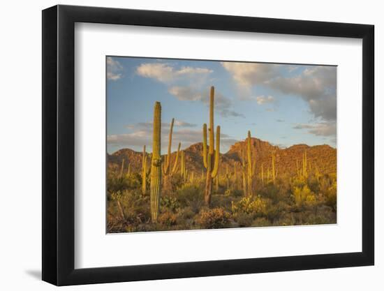 USA, Arizona, Saguaro National Park. Desert Landscape-Cathy & Gordon Illg-Framed Photographic Print