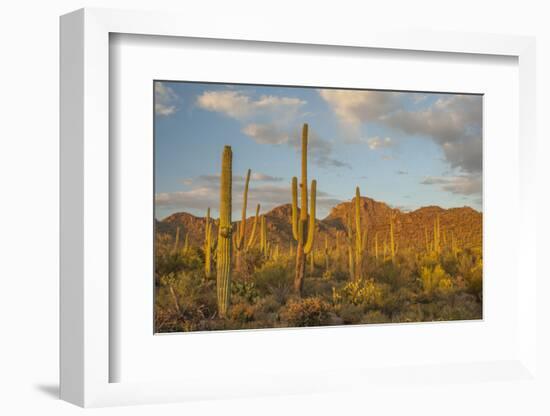 USA, Arizona, Saguaro National Park. Desert Landscape-Cathy & Gordon Illg-Framed Photographic Print