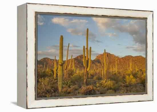 USA, Arizona, Saguaro National Park. Desert Landscape-Cathy & Gordon Illg-Framed Premier Image Canvas