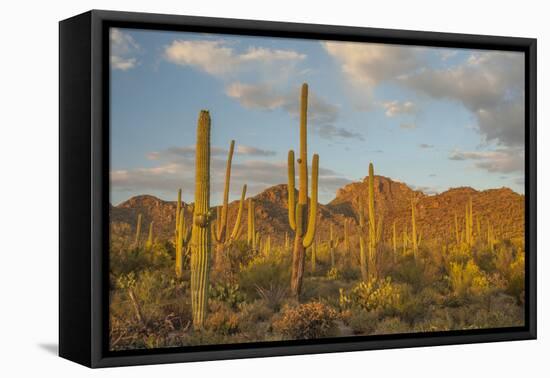 USA, Arizona, Saguaro National Park. Desert Landscape-Cathy & Gordon Illg-Framed Premier Image Canvas