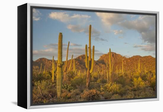 USA, Arizona, Saguaro National Park. Desert Landscape-Cathy & Gordon Illg-Framed Premier Image Canvas