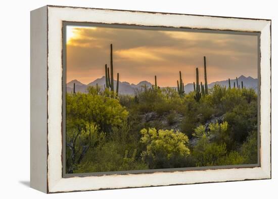 USA, Arizona, Saguaro National Park. Desert Landscape-Cathy & Gordon Illg-Framed Premier Image Canvas