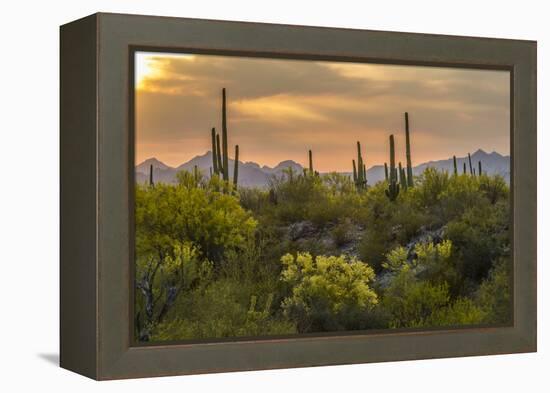 USA, Arizona, Saguaro National Park. Desert Landscape-Cathy & Gordon Illg-Framed Premier Image Canvas