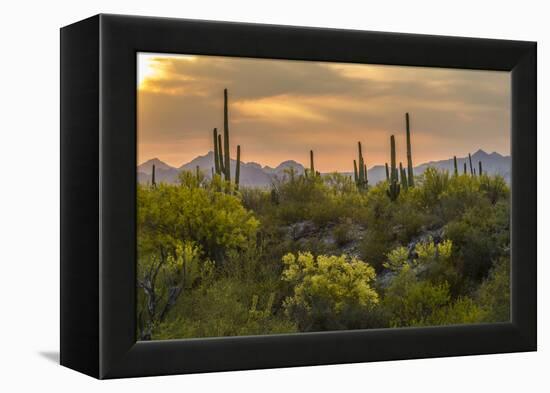 USA, Arizona, Saguaro National Park. Desert Landscape-Cathy & Gordon Illg-Framed Premier Image Canvas