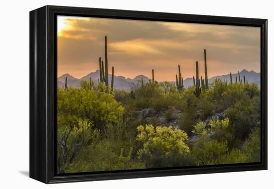USA, Arizona, Saguaro National Park. Desert Landscape-Cathy & Gordon Illg-Framed Premier Image Canvas
