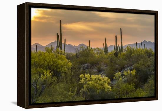 USA, Arizona, Saguaro National Park. Desert Landscape-Cathy & Gordon Illg-Framed Premier Image Canvas