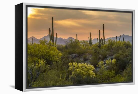 USA, Arizona, Saguaro National Park. Desert Landscape-Cathy & Gordon Illg-Framed Premier Image Canvas