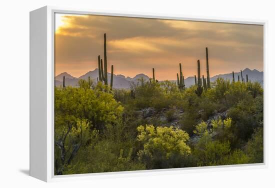 USA, Arizona, Saguaro National Park. Desert Landscape-Cathy & Gordon Illg-Framed Premier Image Canvas