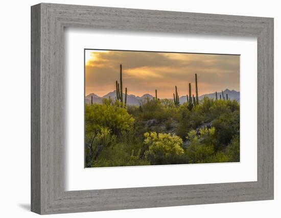 USA, Arizona, Saguaro National Park. Desert Landscape-Cathy & Gordon Illg-Framed Photographic Print