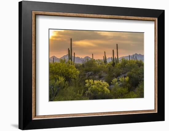 USA, Arizona, Saguaro National Park. Desert Landscape-Cathy & Gordon Illg-Framed Photographic Print