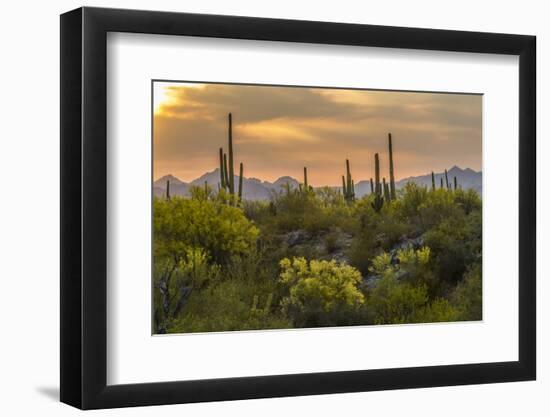 USA, Arizona, Saguaro National Park. Desert Landscape-Cathy & Gordon Illg-Framed Photographic Print