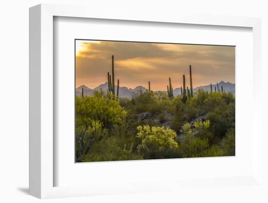 USA, Arizona, Saguaro National Park. Desert Landscape-Cathy & Gordon Illg-Framed Photographic Print