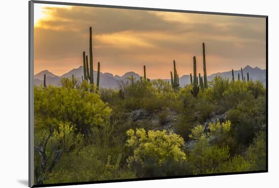 USA, Arizona, Saguaro National Park. Desert Landscape-Cathy & Gordon Illg-Mounted Photographic Print