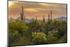 USA, Arizona, Saguaro National Park. Desert Landscape-Cathy & Gordon Illg-Mounted Photographic Print