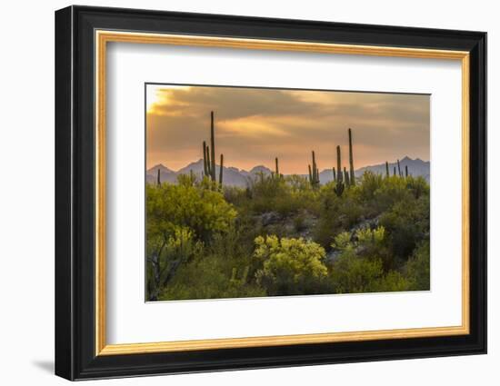 USA, Arizona, Saguaro National Park. Desert Landscape-Cathy & Gordon Illg-Framed Photographic Print