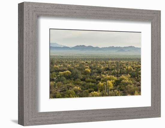 USA, Arizona, Saguaro National Park. Desert Landscape-Cathy & Gordon Illg-Framed Photographic Print