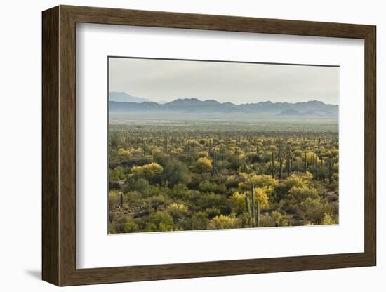 USA, Arizona, Saguaro National Park. Desert Landscape-Cathy & Gordon Illg-Framed Photographic Print