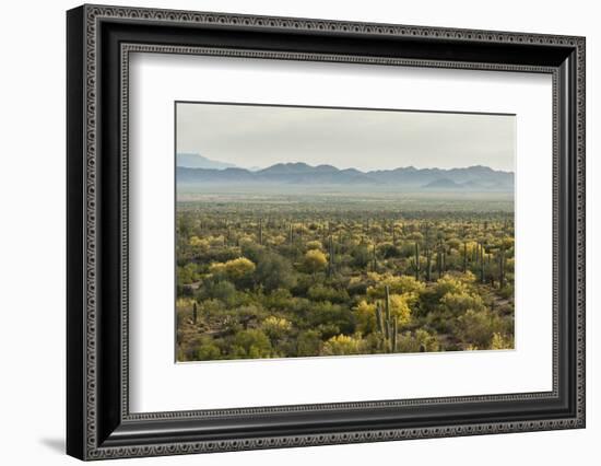 USA, Arizona, Saguaro National Park. Desert Landscape-Cathy & Gordon Illg-Framed Photographic Print