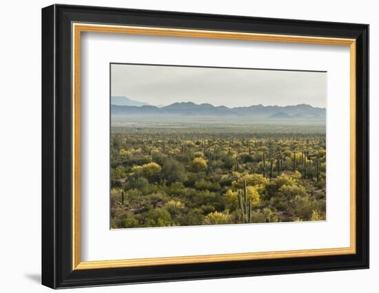 USA, Arizona, Saguaro National Park. Desert Landscape-Cathy & Gordon Illg-Framed Photographic Print